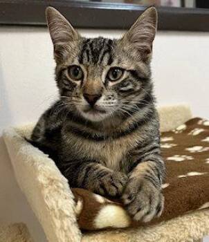 Kitten Kole -  Domestic Short Hair Cat for Adoption in Seal Beach, California - Kitten Kole | PetCurious
