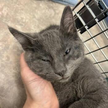 Abbott/under-socialized -  Domestic Short Hair Cat for Adoption in Durango, Colorado - Abbott/under-socialized | PetCurious