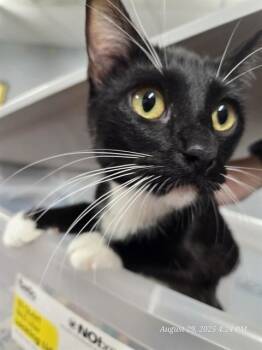 Rescue Domestic Short Hair Cats for Adoption in Casper, Wyoming - MARIA | PetCurious