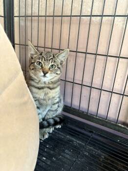 Rescue Domestic Medium Hair Cats for Adoption in Newman, California - Smirk | PetCurious