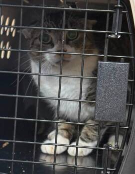 Kirby -  Domestic Short Hair Cat for Adoption in Raleigh, North Carolina - Kirby | PetCurious