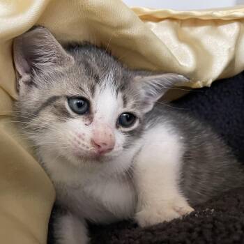 Domestic Short Hair Cats Available for Adoption in Dickinson, Texas - Fred | PetCurious