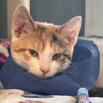 Domestic Short Hair Cats Available for Adoption in East Hanover, New Jersey - Penny | PetCurious