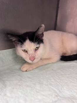 Rescue Domestic Short Hair Cats for Adoption in Morgantown, Kentucky - Mama | PetCurious