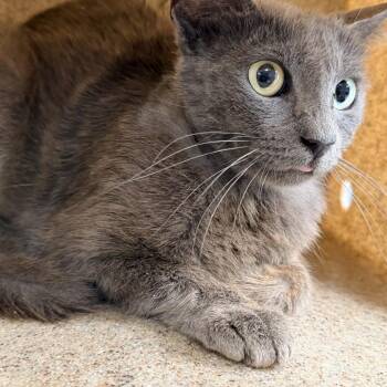 TUSC-Wildlife-84706 -  Domestic Short Hair Cat for Adoption in Tuscaloosa, Alabama - TUSC-Wildlife-84706 | PetCurious