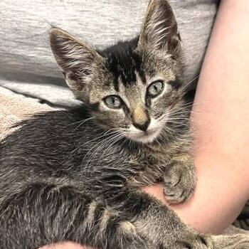 Noyz -  Domestic Short Hair Cat for Adoption in Los Angeles, California - Noyz | PetCurious