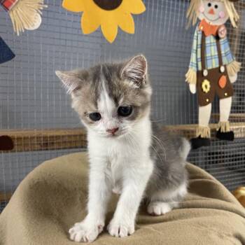 Paradise -  Persian and Domestic Medium Hair Cat for Adoption in Wappingers Falls, New York - Paradise | PetCurious