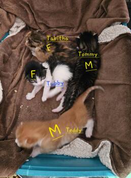 Domestic Short Hair Cats Available for Adoption in Nucla, Colorado - Teddy | PetCurious