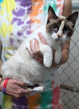 Pebbles -  Siamese and Domestic Short Hair Cat for Adoption in Metropolis, Illinois - Pebbles | PetCurious