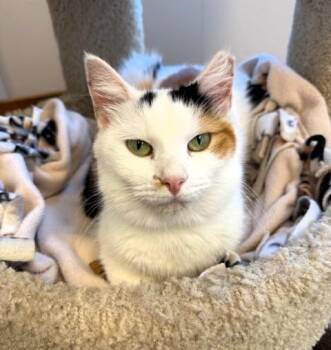 Rescue Domestic Short Hair Cats for Adoption in Medina, Ohio - Chubbsy | PetCurious