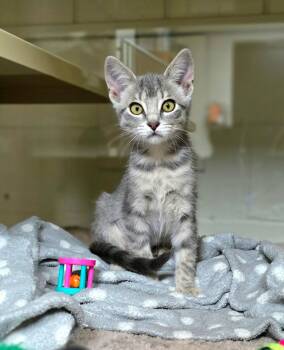 Banana -  Domestic Short Hair Cat for Adoption in New Castle, Pennsylvania - Banana | PetCurious