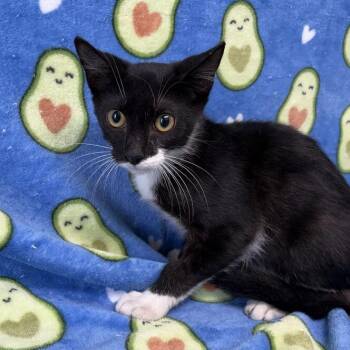 Samuel -  Domestic Short Hair Cat for Adoption in Valdosta, Georgia - Samuel | PetCurious