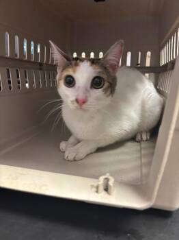 Blanket -  Domestic Short Hair Cat Available for Adoption in New Braunfels, Texas - Blanket | PetCurious