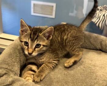Domestic Short Hair Cats Available for Adoption in Santa Clara, California - POPPY | PetCurious