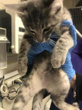 A431394 -  Domestic Short Hair Cat for Adoption in Conroe, Texas - A431394 | PetCurious