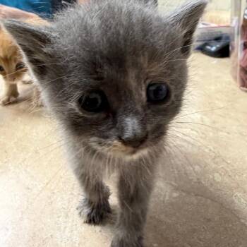 Grace -  Domestic Short Hair Cat for Adoption in Madisonville, Kentucky - Grace | PetCurious