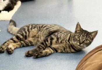 Rescue Domestic Short Hair Cats for Adoption in Saint Johnsbury, Vermont - Frances | PetCurious