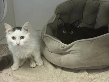 Salt & Peppa -  Domestic Medium Hair Cat for Adoption in Bloomfield, New Jersey - Salt & Peppa | PetCurious