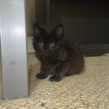 Merika -  Domestic Medium Hair Cat for Adoption in Wichita, Kansas - Merika | PetCurious