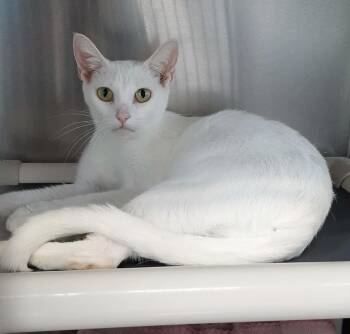 Devon Rex and Domestic Short Hair Cats Available for Adoption in Georgetown, Ohio - Snow White | PetCurious
