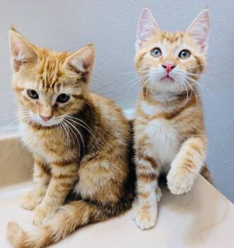 Ming Ming -  Domestic Short Hair Cat for Adoption in Valley Park, Oklahoma - Ming Ming | PetCurious