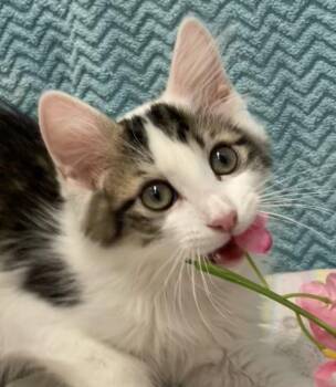 Aster -  Tabby and Domestic Medium Hair Cat Available for Adoption in Dublin, Ohio - Aster | PetCurious
