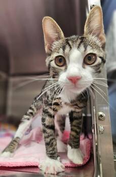Romeo -  Domestic Short Hair Cat for Adoption in Pomona, New York - Romeo | PetCurious