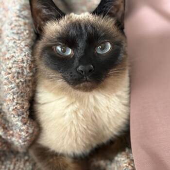 Veronica -  Siamese Cat for Adoption - Veronica | PetCurious