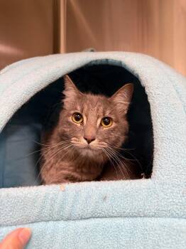 Ghoulie -  Domestic Long Hair Cat for Adoption in Twentynine Palms, California - Ghoulie | PetCurious