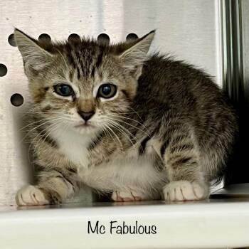 Mc Fabulous -  American Bobtail and Domestic Short Hair Cat for Adoption in Madisonville, Tennessee - Mc Fabulous | PetCurious