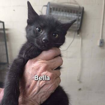 Bella Mae -  Domestic Short Hair Cat for Adoption in Madison, Wisconsin - Bella Mae | PetCurious
