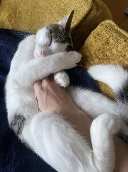 Domestic Short Hair Cats Available for Adoption - Guppy & Tadpole | PetCurious