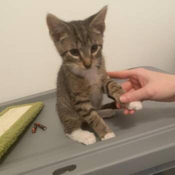 Sal -  Domestic Short Hair Cat for Adoption in Bel Air, Maryland - Sal | PetCurious