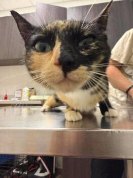 Churro (with Beans) -  Domestic Short Hair Cat for Adoption in Annapolis, Maryland - Churro (with Beans) | PetCurious