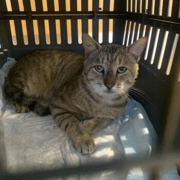 Leonardo -  Domestic Short Hair Cat for Adoption in West Palm Beach, Florida - Leonardo | PetCurious