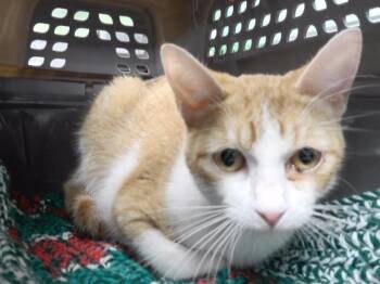 LADY -  Domestic Short Hair Cat for Adoption in Omaha, Nebraska - LADY | PetCurious