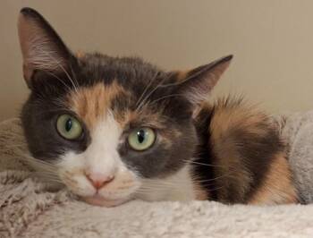 2026-79 Snow White -  Domestic Short Hair Cat for Adoption in Windsor, Connecticut - 2026-79 Snow White | PetCurious