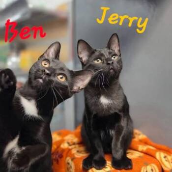 Ben -  Domestic Short Hair Cat for Adoption in Hazlet, New Jersey - Ben | PetCurious