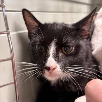 Domestic Short Hair Cats Available for Adoption - Rory | PetCurious