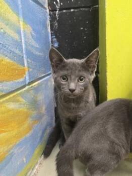 Earl -  Domestic Short Hair Cat Available for Adoption in Savannah, Georgia - Earl | PetCurious