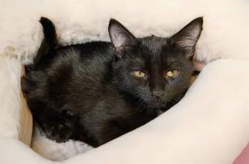 NEERA -  Domestic Short Hair Cat for Adoption in Fort Lauderdale, Florida - NEERA | PetCurious