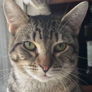 Rescue Domestic Short Hair Cats for Adoption in Clinton, North Carolina - KitKat | PetCurious