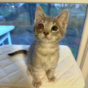 Domestic Short Hair Cats Available for Adoption in Fairway, Kansas - Bucky | PetCurious