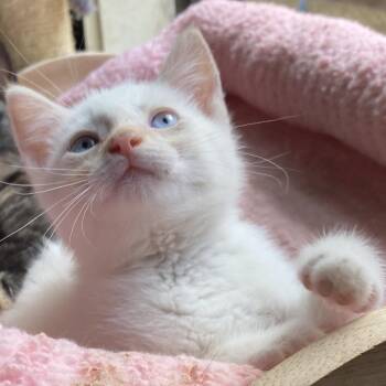 Sizzle Jo -  Siamese and Domestic Short Hair Cat Available for Adoption in Tallahassee, Florida - Sizzle Jo | PetCurious