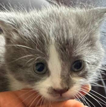 Alum -  Domestic Short Hair Cat for Adoption in Indiana, Pennsylvania - Alum | PetCurious