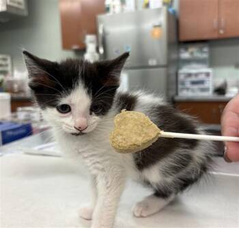 CHICKEN LITTLE -  Domestic Medium Hair Cat Available for Adoption in Rancho Cucamonga, California - CHICKEN LITTLE | PetCurious