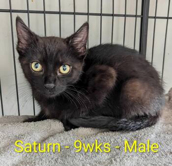 Saturn -  Domestic Short Hair Cat for Adoption in Seven Valleys, Pennsylvania - Saturn | PetCurious