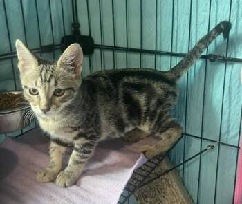 Esperanza (SH) -  American Shorthair Cat for Adoption in Schertz, Texas - Esperanza (SH) | PetCurious