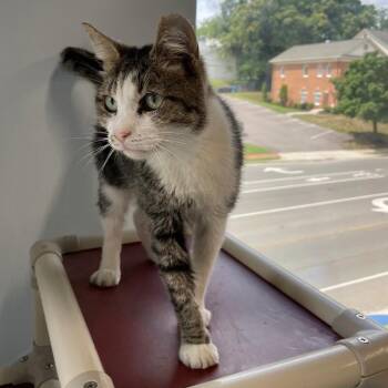 Milkshake -  Domestic Short Hair Cat for Adoption in Roanoke, Virginia - Milkshake | PetCurious