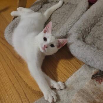 Rescue Domestic Short Hair Cats for Adoption in Norwalk, Connecticut - Soreen | PetCurious